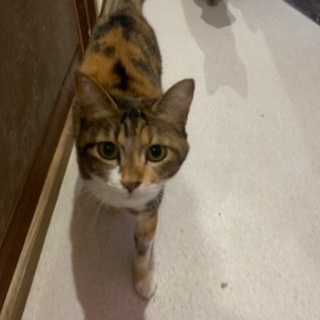 グラビューハート 里親募集 ジモティー