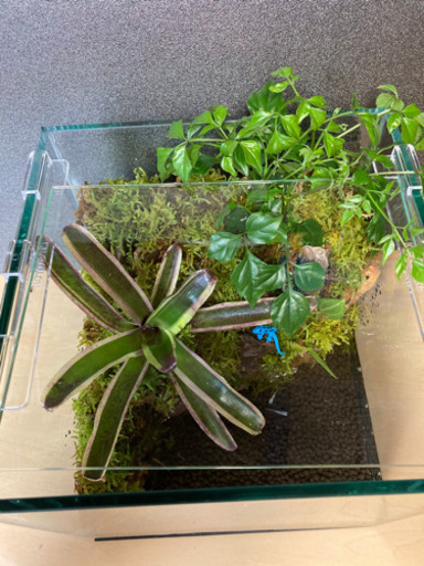 ☆メダカ飼育にオススメ！！コケリウム・テラリウム完成