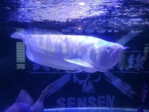 アルビノシルバーアロワナ