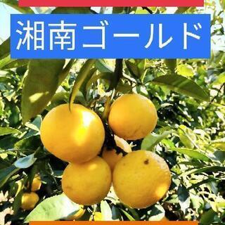 【ネット決済・配送可】湘南ゴールド ジュース用 5kg(外皮見た...
