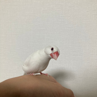 手乗り白文鳥