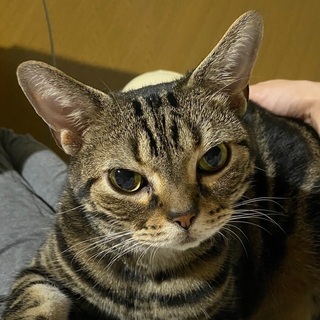 ブラウンタビー 里親募集 ジモティー