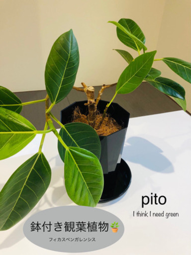 観葉植物フィカスベンガレンシスベンガルゴムゴムの木鉢付き ブラック Pito 前橋大島の家具の中古あげます 譲ります ジモティーで不用品の処分