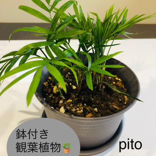 観葉植物　テーブルヤシ　鉢付き（チャコールグレー丸型）