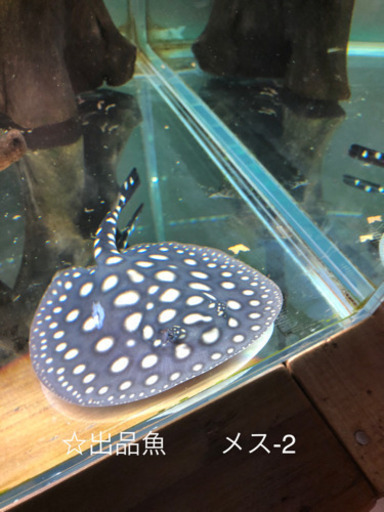 淡水エイ　☆ダイヤモンドポルカ　メス-2