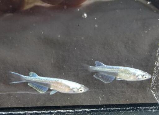 選別漏れ極龍サンセット幹之選別漏れ若魚5匹メダカめだか およょ 三木のその他の中古あげます 譲ります ジモティーで不用品の処分 選別漏れ極龍サンセット幹之選別漏れ若魚5匹メダカめだか およょ 三木のその他の中古あげます 譲ります ジモティーで不用品の処分