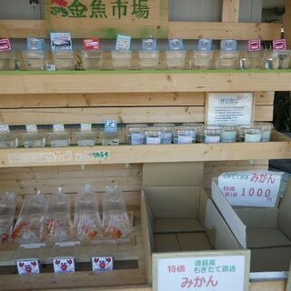 ぷち金魚市場　らんちゅう　メダカ　ザリガニ並びました　4月30日更新