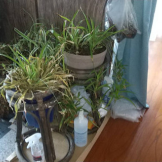 花置き台フラワースタンド Lai 三つ峠の家具の中古あげます 譲ります ジモティーで不用品の処分