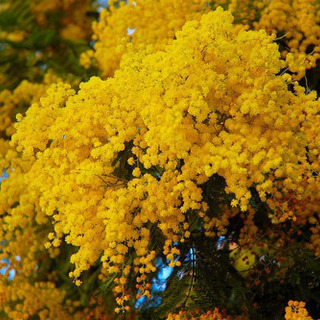 ミモザのお花