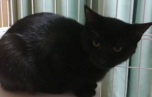 3月6日 土 三鷹で猫の譲渡会 黒猫ちゃん女の子 生後５ヶ月 お兄ちゃん達より少し小さいのよ みたか123 三鷹の猫の里親募集 ジモティー