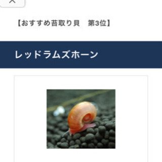 中古レッドラムズホーンが無料 格安で買える ジモティー 中古レッドラムズホーンが無料 格安で買える ジモティー