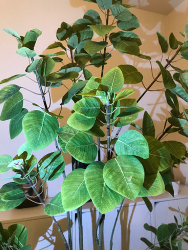 【中古】観葉植物　フェイクグリーン　取得価格11,800円