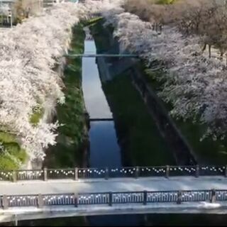 地元いち押しの桜並木や春の絶景シーンを空撮YouTube配信しませんかの画像