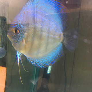 その他 熱帯魚売ります。値引きしました。ディスカス2匹売ります。1匹 