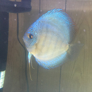 熱帯魚売ります。値引きしました。ディスカス2匹売ります。1匹は、10回産卵確認済。大きめ　値段交渉可 熱帯魚売ります。値引きしました。ディスカス2匹売ります。1匹は、10回