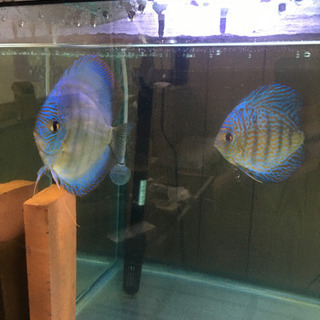 熱帯魚売ります。値引きしました。ディスカス2匹売ります。1匹は、10回