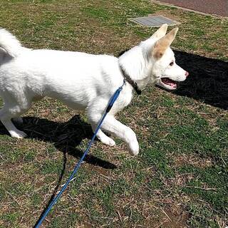 生後６ヶ月ーオス中型犬です - 犬