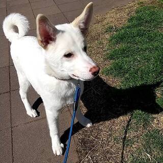 生後６ヶ月ーオス中型犬です − 福岡県