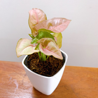 シンゴニウム ピンク バタフライ 観葉植物 植物苗