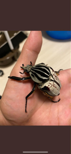 ゴライアスオオツノハナムグリ