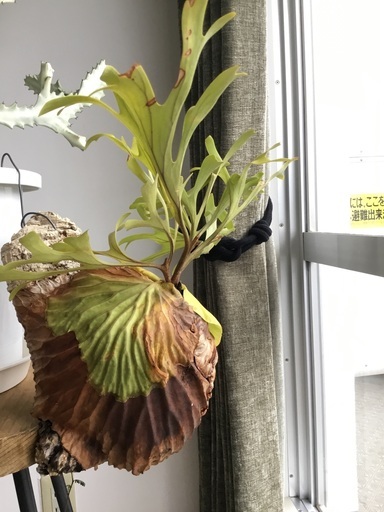 観葉植物 ビカクシダ Kaoru Dubu 千葉ニュータウン中央のその他の中古あげます 譲ります ジモティーで不用品の処分