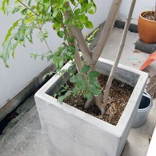 【ネット決済】【観葉植物】　シマトネリコの木　【鉢植】