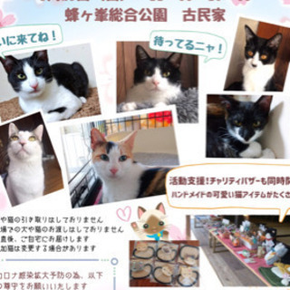 第１４回保護猫譲渡会in山口県　蜂が峯総合公園