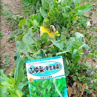 越谷市千間台近隣の方へ 格安、新鮮で無農薬、有機肥料の安心安全野...