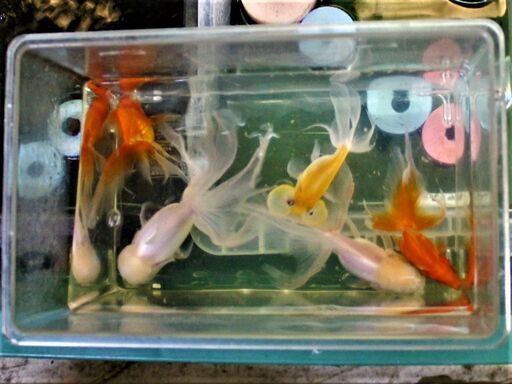 高級金魚　５匹