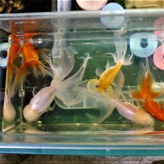 高級金魚　５匹