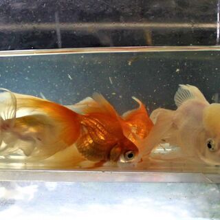 高級金魚 5匹