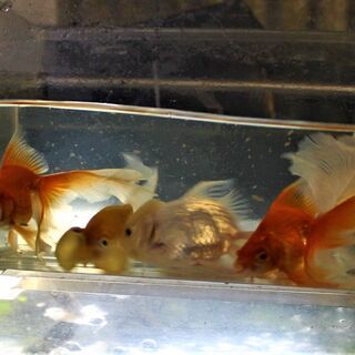 高級金魚　５匹 高級金魚 5匹