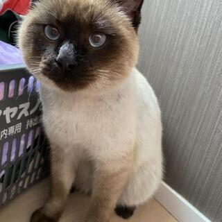シャム 助け合い ジモティー シャム 助け合い ジモティー