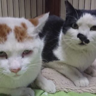 3月6日(土)三鷹で猫の譲渡会❤️ 少し大人の猫特集 2才の兄弟...