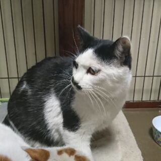 3月6日(土)三鷹で猫の譲渡会❤️ 少し大人の猫特集 2才の兄弟 黒白と茶白 生まれた時から仲良しです。何故か巨大猫。 - 三鷹市