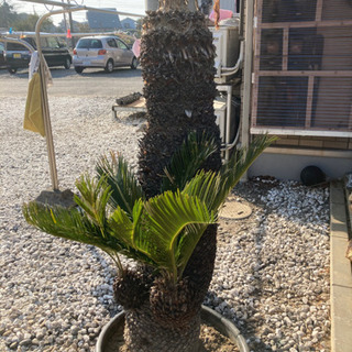 ソテツ　蘇鉄　160cm