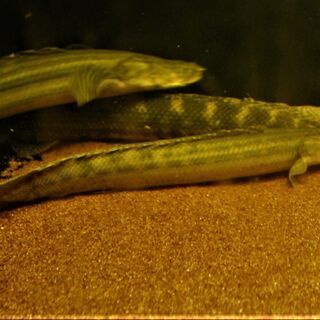 WILD ビキール・コリバ　２７cm± ギニア　コリバ川産 WILD ビキール・コリバ 27cm± ギニア コリバ川産