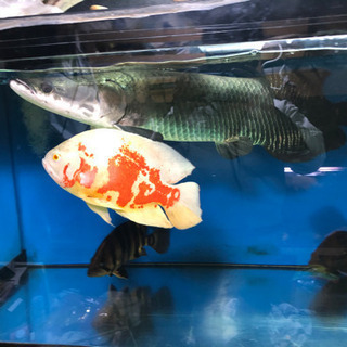 ピラルク Alba Com Gt