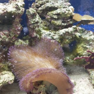 中古ハタゴイソギンチャクが無料 格安で買える ジモティー