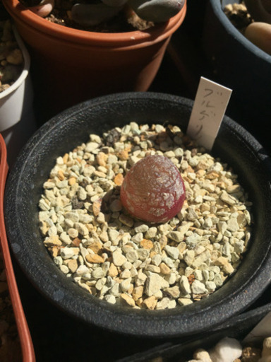 多肉植物 コノフィツム ブルゲリ