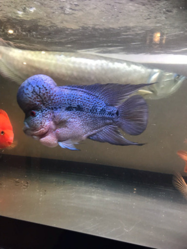 熱帯魚②