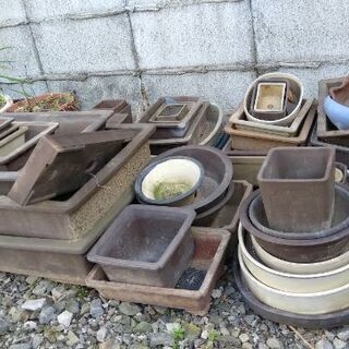 盆栽に使用してた蜂