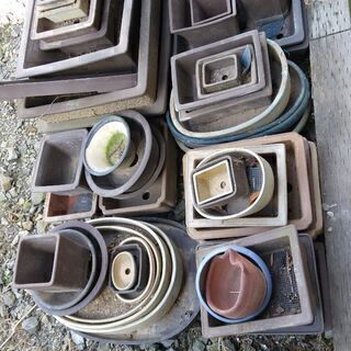 盆栽に使用してた蜂