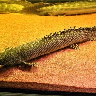 ＷＩＬＤ　オルナティ　４０cm± ザイール産　