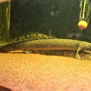 ＷＩＬＤ　オルナティ　４０cm± ザイール産　