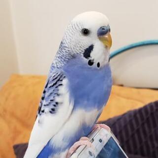 迷子のセキセイインコを探しています