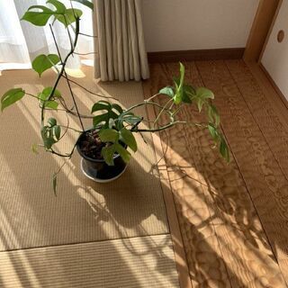 取引終了　　観葉植物②　姫モンステラ