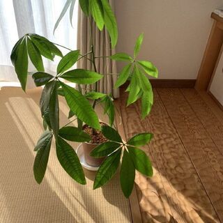 取引終了　　観葉植物③　パキラ