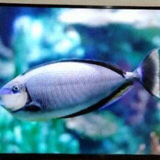 2018年　近場配送　大型　50インチ　4k　テレビ