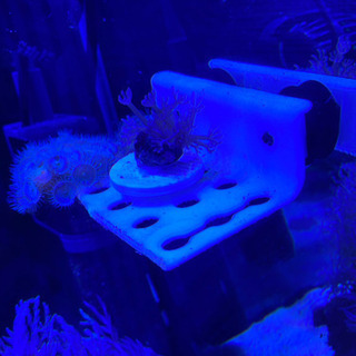 シロスジウミアザミ　サンゴ　ソフトコーラル　海水魚